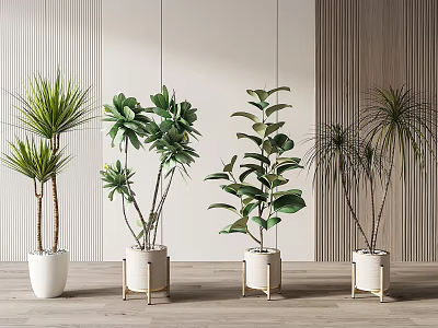 Various Green Potted Plants in White Beige Pots with Light Striped Walls Wooden Floor 3d model