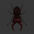 Dark Red And Black Stag Beetle With Large Shiny Red Mandibles