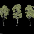 Three Arbor Trees with Slender Trunks and Lush Green Leaves Against Black Background