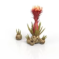 Unique Plant Featuring Red Yellow Flower Green Stem And Small Pineapple Like Structures With Buds