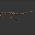 Modern Fossil Dinosaur Skeleton 3d model