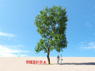 Robinia Deciduous Arbor With Green Leaves And Person Standing On Paved Ground Under Blue Sky 3d model