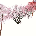 Colorful Flowering Arbor Trees In Various Pink Purple And Red Hues