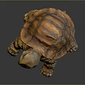 Turtle Cartoon Turtle Snapping Turtle Chickbill Turtle Reptile Cold Blooded Animal Reptile Class 3d model