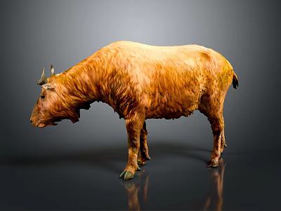 Brown Yak With Long Hair Standing On Gray Background With Reflection 3d model