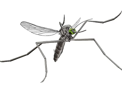 Black White Illustration Flying Animal Mosquito with Long Thin Legs Transparent Wings Green Eyes 3d model