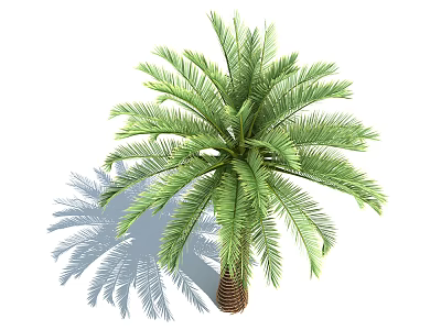 Lush Tropical Palm Tree With Feathery Green Foliage And Textured Trunk 3d model
