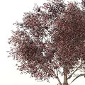 Ornamental Trees With Purple Red Foliage And Pink Blooms For Garden Landscape Design