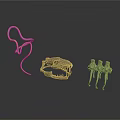 Anatomical Organ And Hair Models Featuring Skull Spine And Curved Structures