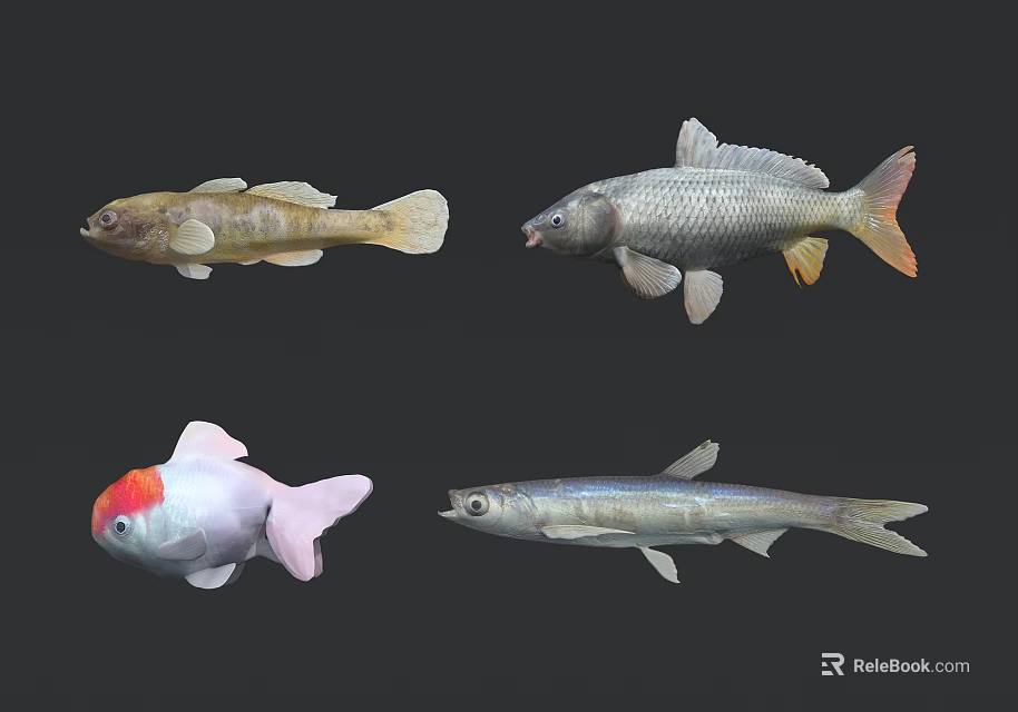 Various Aquatic Animals Featuring Goldfish Silver Fish And Colorful Freshwater Species 3d model 