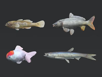 Various Aquatic Animals Featuring Goldfish Silver Fish And Colorful Freshwater Species 3d model