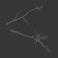 Green Branching Structure with Intricate Root Like Patterns on Black Background and Scale Ruler 3d model