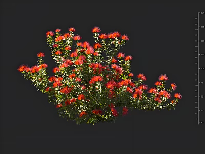 Blooming Red Flowers and Green Leaves Against Black Background With Side Ruler 3d model