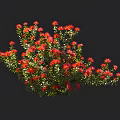 Blooming Red Flowers and Green Leaves Against Black Background With Side Ruler