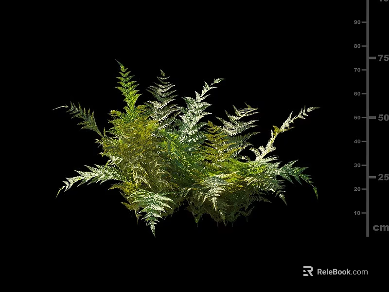 Feathery Green Fern Shrub With Leafy Foliage And Height Measurement On Black Background 3d model 
