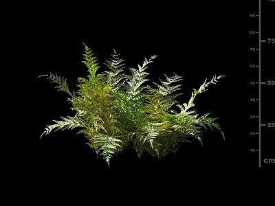 Feathery Green Fern Shrub With Leafy Foliage And Height Measurement On Black Background 3d model