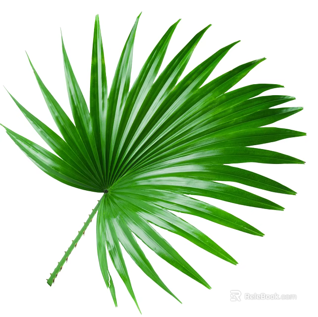 Fresh Green Tropical Palm Leaf With Lush Fronds And Long Stem 3d model 