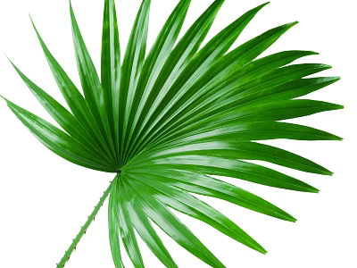 Fresh Green Tropical Palm Leaf With Lush Fronds And Long Stem 3d model