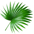 Fresh Green Tropical Palm Leaf With Lush Fronds And Long Stem