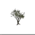 Lush Tall Arbor Tree With Green Foliage Thick Trunk And Spreading Branches