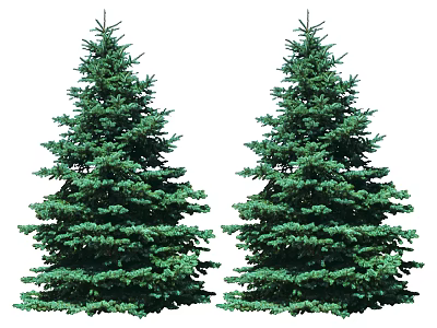 Two Lush Evergreen Trees With Dense Green Foliage And Symmetrical Shape Against White Background 3d model