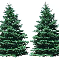 Two Lush Evergreen Trees With Dense Green Foliage And Symmetrical Shape Against White Background