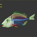 Detailed White Fish Skeleton On Dark Background With Clear Reflection 3d model