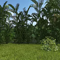 Garden Landscape With Tall Palm Trees Other Green Plants And Grassland Under Blue Sky
