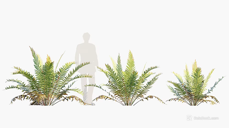 Lush Green Fern Plants With Feathery Fronds For Decorative 3d model 