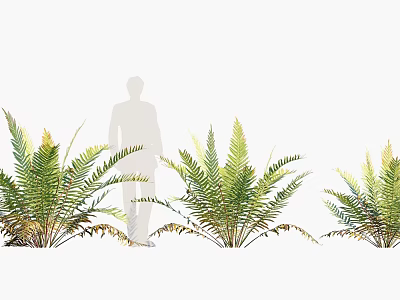 Lush Green Fern Plants With Feathery Fronds For Decorative 3d model