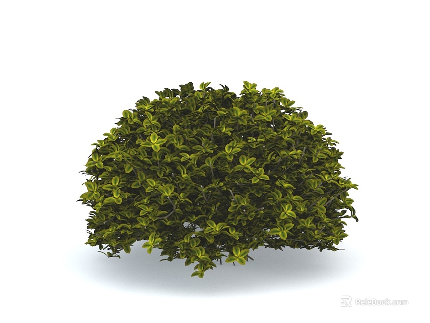 Lush Green Shrub with Dense Vibrant Leaves and Round Shape for Gardens 3d model 