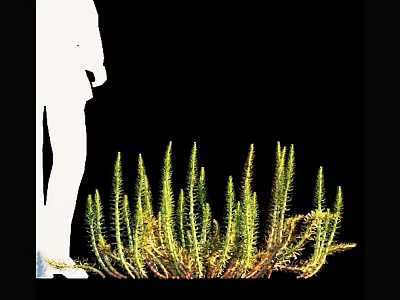 Aquatic Plants With Long Green Stems And Vibrant Foliage In Natural Habitat 3d model