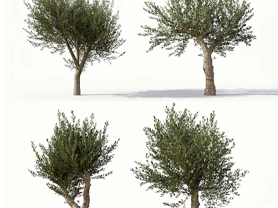 Olive Trees With Various Growth Forms And Lush Green Foliage 3d model