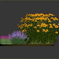 Colorful Circular Flower Bed Planted With Mixed Yellow Purple Pink Flowers