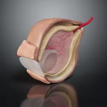 Detailed Anatomical Cross Section Model Displaying Internal Layers And Red Vessel