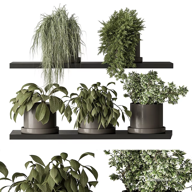 Stylish Indoor Bonsai Potted Plants On Modern Black Shelves With Green Foliage 3d model 
