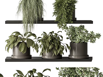 Stylish Indoor Bonsai Potted Plants On Modern Black Shelves With Green Foliage 3d model