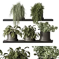 Stylish Indoor Bonsai Potted Plants On Modern Black Shelves With Green Foliage
