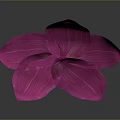 Vibrant Pink Flower with White Striped Petals on Dark Background Showing Soft Reflection