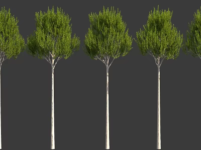 Tall Trees With Green Foliage And White Trunks Arranged In A Row 3d model