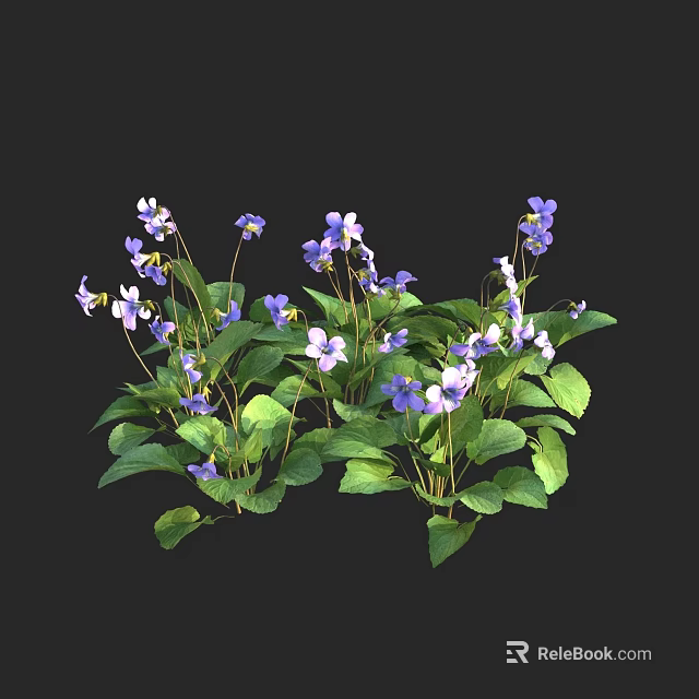 Blooming Purple Violet Flowers with Vibrant Green Leaves on Black Background 3d model 