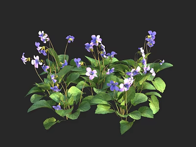 Blooming Purple Violet Flowers with Vibrant Green Leaves on Black Background 3d model