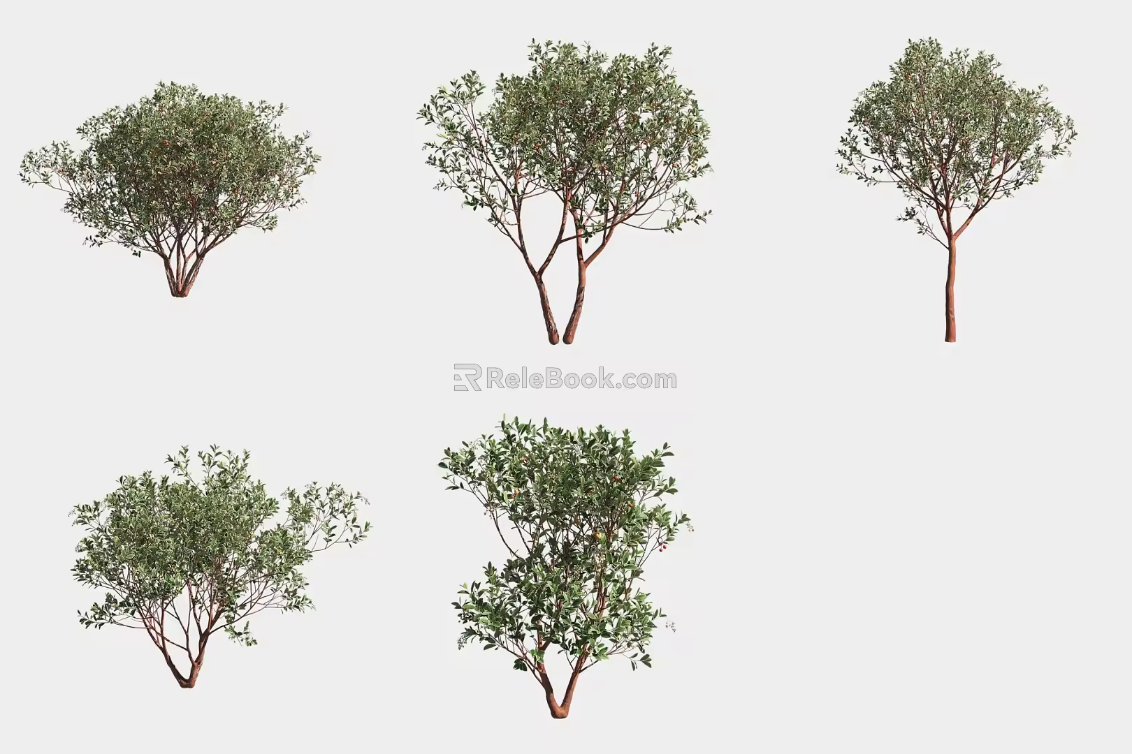 Strawberry Tree Shrub 3d model
