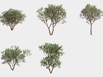 Strawberry Tree Shrub 3d model
