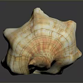 Marine Animal Conch Shell Striped Orange And White Spiral Close Up View