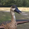 Aquatic Duck With Brown Spotted Feathers Blue Feet And Spread Wings Standing On Grass
