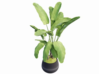 Lush Potted Plant With Large Green Leaves In Black Ceramic Pot 3d model