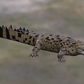 Large Spotted Crocodile with Open Mouth in Natural Aquatic Habitat Showing Scaly Body