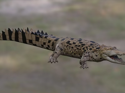 Large Spotted Crocodile with Open Mouth in Natural Aquatic Habitat Showing Scaly Body 3d model