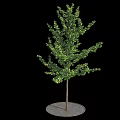 Deciduous Tree with Lush Green Foliage and Brown Trunk on Round Base 3d model